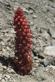 Snowplant