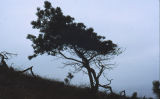 Torrey pine