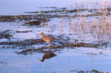 Clapper rail