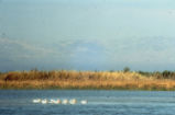American white pelican