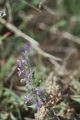 Common viper's bugloss