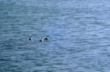 Western grebe