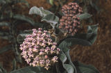 California milkweed