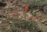 San Gabriel beardtongue