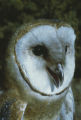 Barn owl