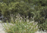 Grinnell's beardtongue