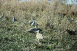 Long-billed curlews, willets, and dowitchers