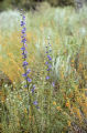 San Bernadino larkspur