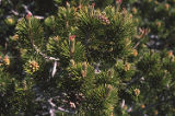 Lodgepole pine