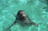Hawaiian monk seal