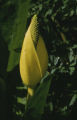 American skunkcabbage