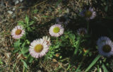 Seaside fleabane