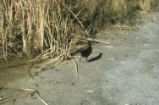 Virginia rail