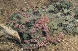 Kennedy's buckwheat