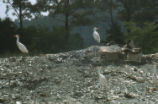 Cattle egret