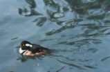 Hooded merganser