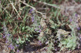 Common viper's bugloss