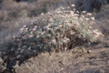 San Clemente Island buckwheat