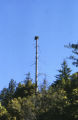 Osprey nest