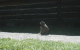 Hoary marmot