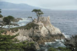 Lone Cypress