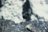American black oystercatcher