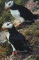 Horned puffin