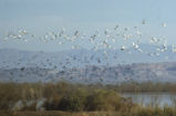 Snow geese and Northern pintail ducks