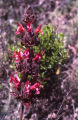 Hummingbird sage