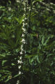 Sierra bog orchid