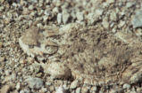 Horned lizard