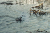 Horned grebe