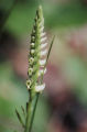 Lady's tresses