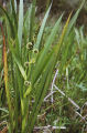 Broadfruit bur-reed