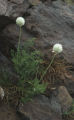 White pasqueflower