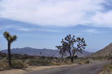 Joshua tree