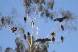 Turkey vultures