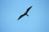 Magnificent frigatebird