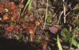 Roundleaf sundew