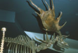 Irish elk skelton