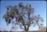 Valley white oak