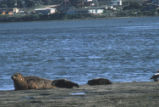 Harbor seal