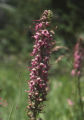 Elephanthead lousewort