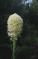 Common beargrass