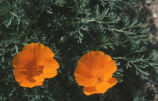 California poppy