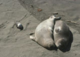 California sea lions