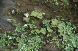 White water crowfoot and duckweed