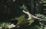 Pterosaur model