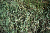 Saltmarsh dodder