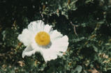 Bristly Matilija poppy
